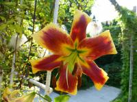 Lilie 'Robert Swanson' - OT hybridy