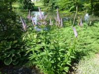 Rozrazil viržinský 'Red Arrows' (Veronicastrum virginicum)