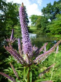 Rozrazil viržinský 'Red Arrows' (Veronicastrum virginicum)