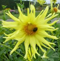 Jiřinka 'Kennemerland' - Semikaktusovité jiřinky (Dahlia)