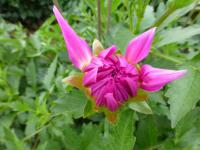 Jiřinka 'Darina' (Dahlia)