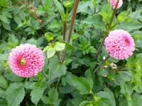 Dahlia 'Ebro' jiřina rostlina Dahlia 'Ebro' jiřina rostlina