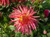 Dahlia 'Penelopa' jiřina květy, květenství Dahlia 'Penelopa' jiřina květy, květenství