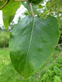 Topol fialkový (Populus violascens)