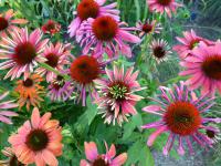 Třapatkovka nachová 'Cheyenne Spirit' (Echinacea purpurea)