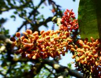 Rohovník obecný (Ceratonia siliqua)