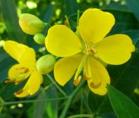 Kasie (Senna corymbosa var corymbosa)