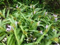Roscoea