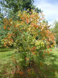 Jírovec žlutý - habitus na podzim (Aesculus flava)