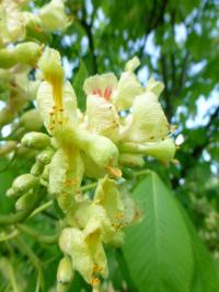 Jírovec marylandský (Aesculus  marylandica)
