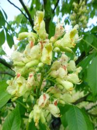 Jírovec marylandský (Aesculus  marylandica)