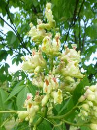 Jírovec marylandský (Aesculus  marylandica)