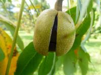 Jírovec marylandský - větévka s plodem (Aesculus  marylandica)