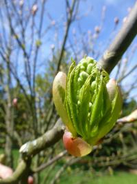 Jírovec zanedbaný - rašení (Aesculus x neglecta)