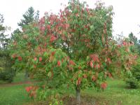 Jírovec zanedbaný - habitus na podzim (Aesculus x neglecta)
