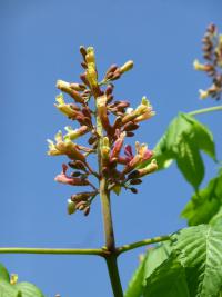 Jírovec Dupontův (Aesculus x dupontii var hessei)