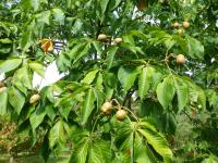 Jírovec Dupontův - větve s plody (Aesculus x dupontii var hessei)