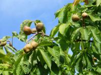 Jírovec Dupontův (Aesculus x dupontii var hessei)