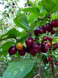 Cornelian-cherry (Cornus mas)