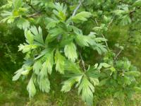 Hloh vratičolistý - větévky s mladými listy (Crataegus tanacetifolia)