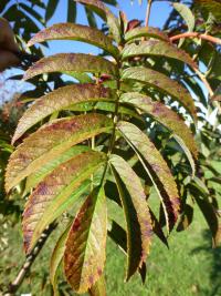 Jeřáb pomíchaný - podzimní list (Sorbus commixta)