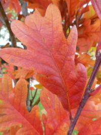Dub 'Chimney Fire' - podzimní list (Quercus x warei)