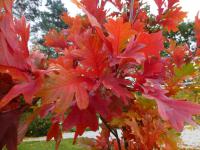 Dub 'Chimney Fire' - podzimní zbarvení (Quercus x warei)