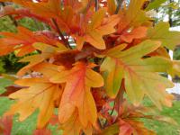 Dub 'Chimney Fire' - podzimní zbarvení (Quercus x warei)