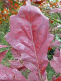 Dub dvoubarevný - podzimní list (Quercus bicolor)