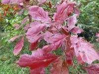Dub dvoubarevný - podzimní zbarvení (Quercus bicolor)