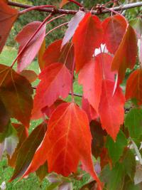 Acer rubrum            'Red Sunset'  javor červený listy podzim