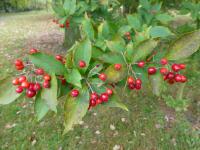 Blýskalka chlupatá (Photinia villosa)