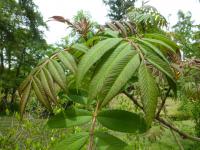 Jeřáb Sargentův - větévka s mladými listy (Sorbus sargentiana)