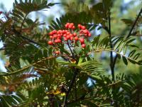 Jeřáb stupňovitý (Sorbus scalaris)