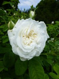 Růže Sadové růže 'Madame Legras de St Germain' - větévka s květem