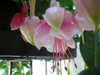 Fuchsie (Fuchsia)