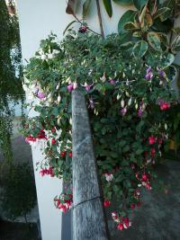 Fuchsie (Fuchsia)