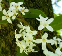 Vonokvětka Burkwoodova - větévka s květy (Osmanthus x burkwoodii)