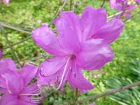 Pěnišník síťkovaný (Rhododendron reticulatum)