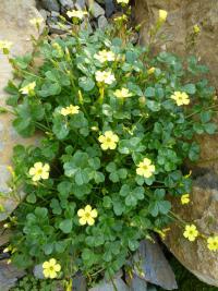 Šťavel velkokořenný (Oxalis megalorrhiza)