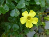 Šťavel velkokořenný (Oxalis megalorrhiza)