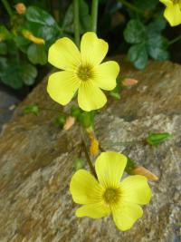 Šťavel velkokořenný (Oxalis megalorrhiza)