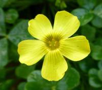 Šťavel velkokořenný (Oxalis megalorrhiza)