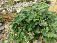Pelargonie (Pelargonium echinatum)