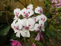 Pelargonie (Pelargonium echinatum)