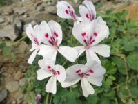 Pelargonie (Pelargonium echinatum)