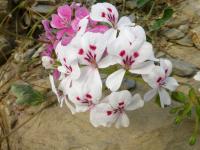 Pelargonie (Pelargonium echinatum)