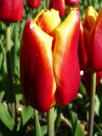 Tulipán 'Reputation' - Triumph tulipány