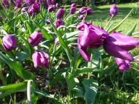 Tulipán 'Purple Rain' - Triumph tulipány (Tulipa)