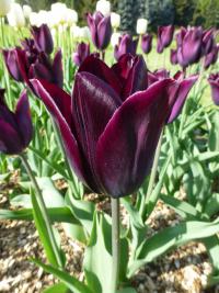 Tulipán 'Havran' - Triumph tulipány